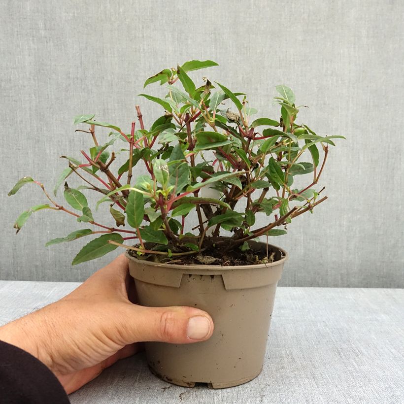 Amostra de Fúcsia Bella Soila Vaso de 12 cm/13 cm tal como entregue na primavera