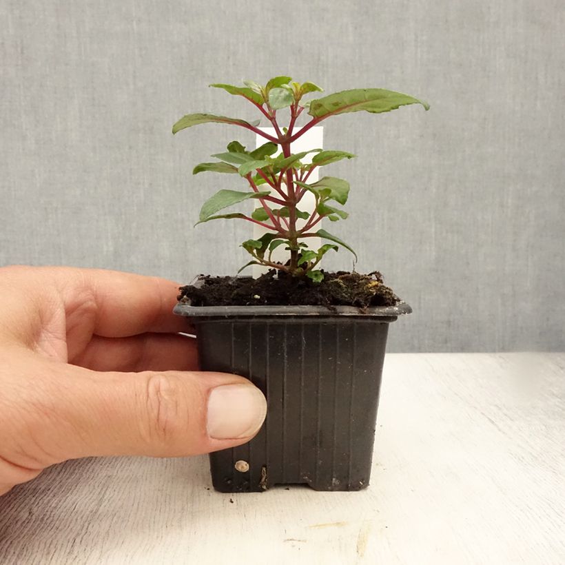 Amostra de Brinco-de-princesa Bernadette Vaso de 8/9 cm tal como entregue no verão