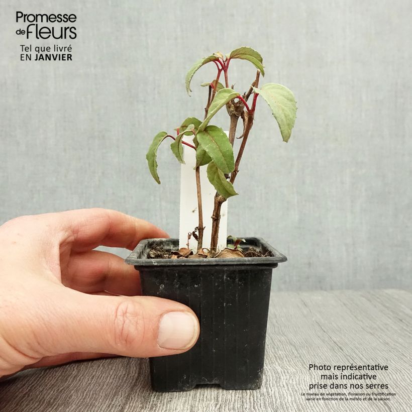 Amostra de Fuchsia Black Princess Vaso de 8/9 cm tal como entregue no inverno