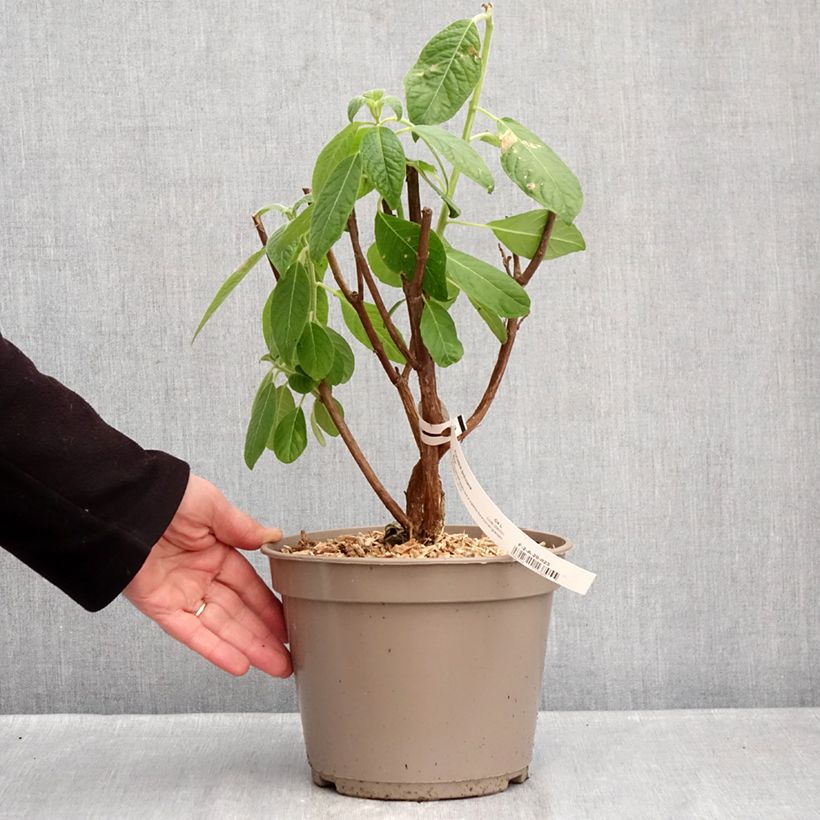 Amostra de Fúcsia boliviana Alba Vaso de 4 L/5 L tal como entregue no inverno