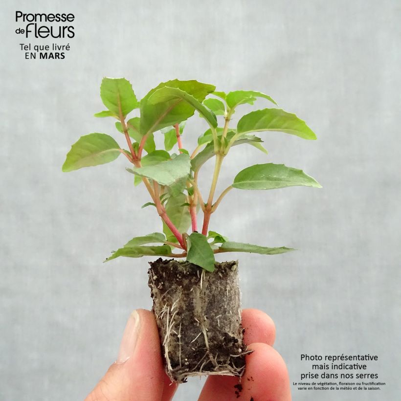 Amostra de Fuchsia Bush Paula Jane Mini-motte Ø 3/4 cm tal como entregue na primavera