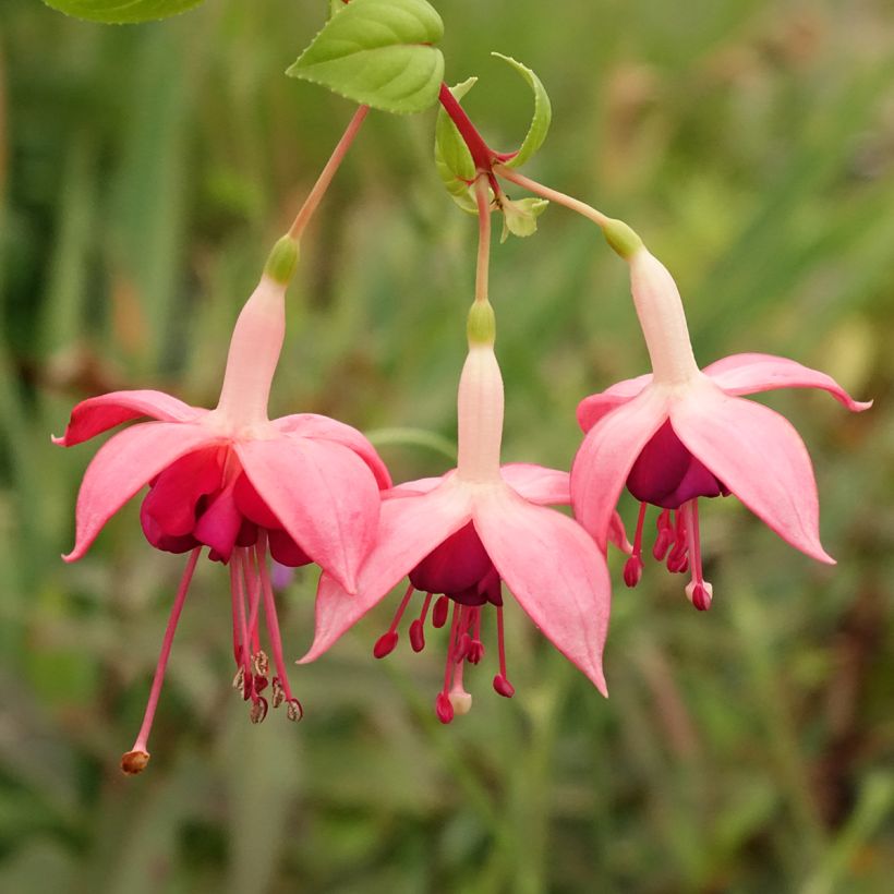 Brinco-de-princesa Paula Jane (Floração)