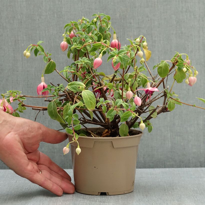 Amostra de Brinco-de-princesa Paula Jane Vaso de 12 cm/13 cm tal como entregue no verão