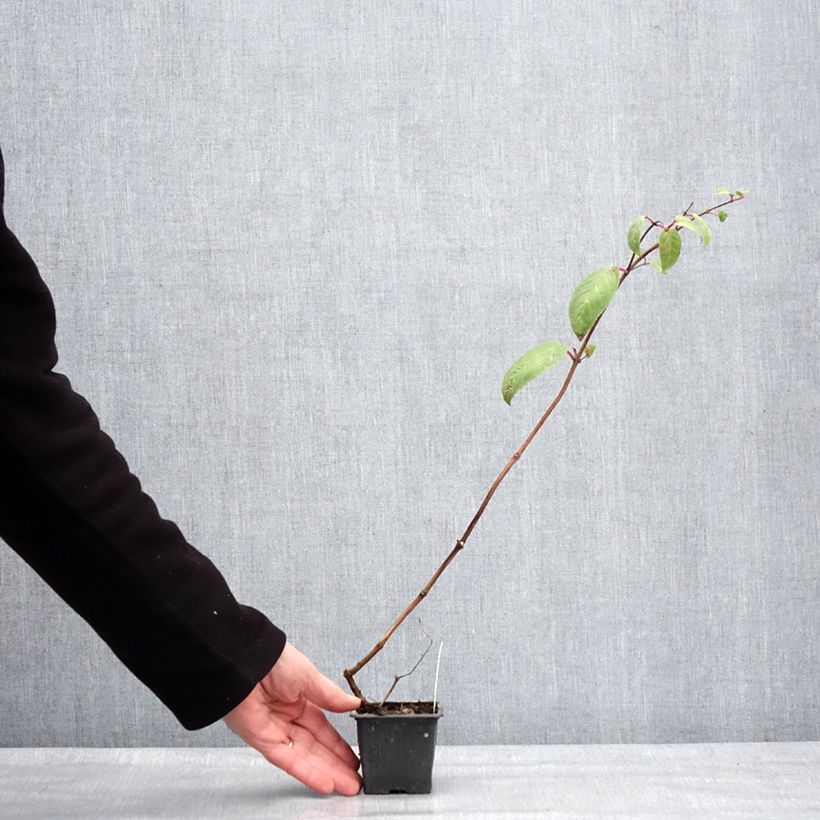 Amostra de Fuchsia Chantilly Godet de 8/9 cm tal como entregue no inverno