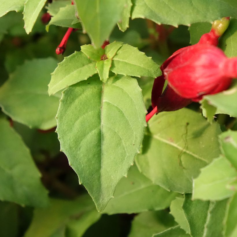 Brinco-de-princesa Chilli Red (Folhagem)