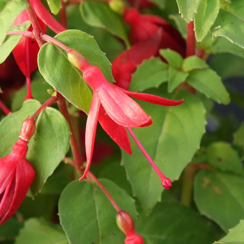 Brinco-de-princesa Chilli Red (Floração)