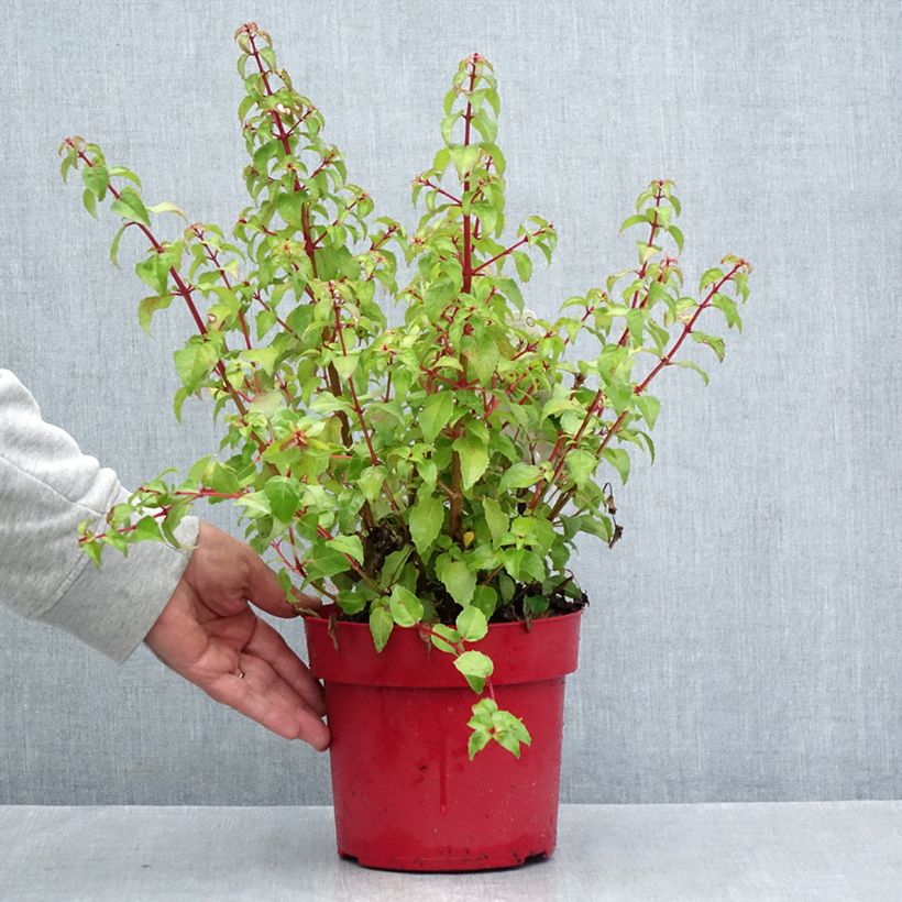 Amostra de Brinco-de-princesa Chilli Red Vaso de 3 L/4 L tal como entregue no verão