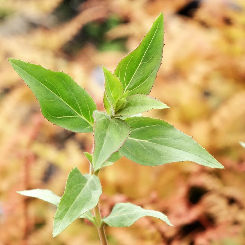 Epilobium canum subsp. angustifolium Dublin (Folhagem)