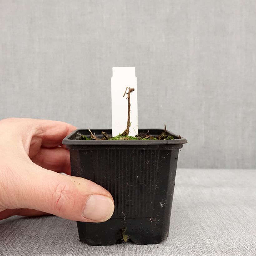 Amostra de Fuchsia de Californie Dublin  - Epilobium canum Godet de 8/9 cm tal como entregue no inverno