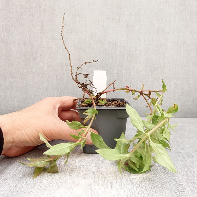 Amostra de Epilobium canum subsp. angustifolium Dublin Vaso de 8/9 cm tal como entregue na primavera