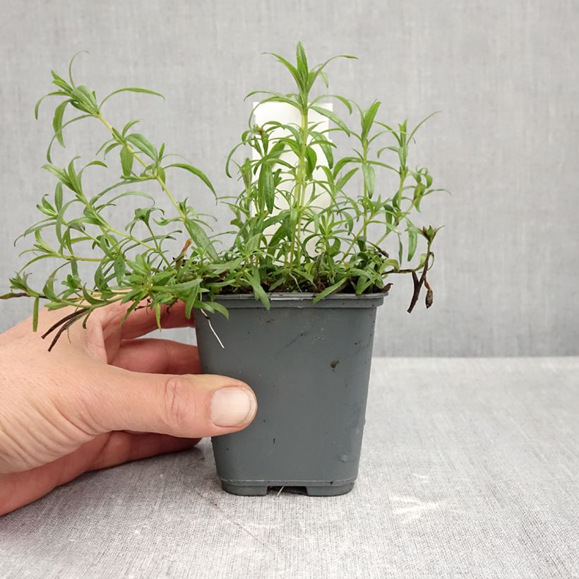 Amostra de Zauschneria californica Vaso de 8/9 cm tal como entregue no outono