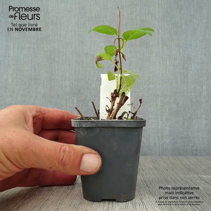 Amostra de Phygelius aequalis Yellow Trumpet Vaso de 8/9 cm tal como entregue no outono