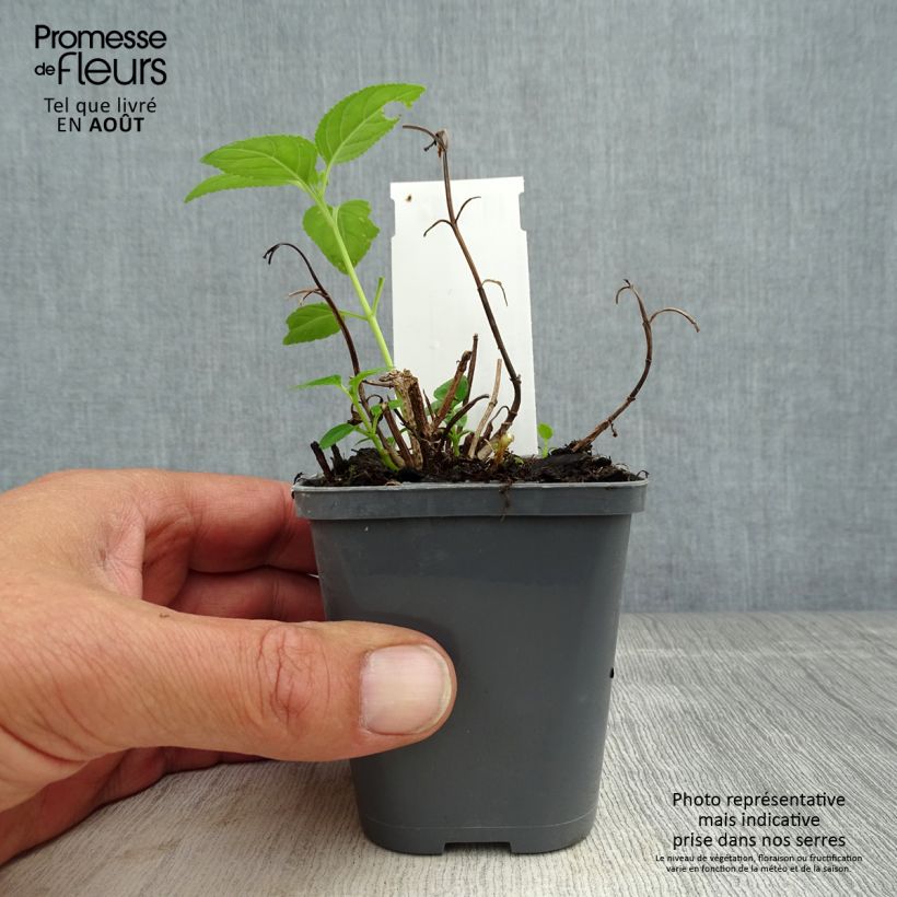 Amostra de Phygelius aequalis Yellow Trumpet Vaso de 8/9 cm tal como entregue no verão
