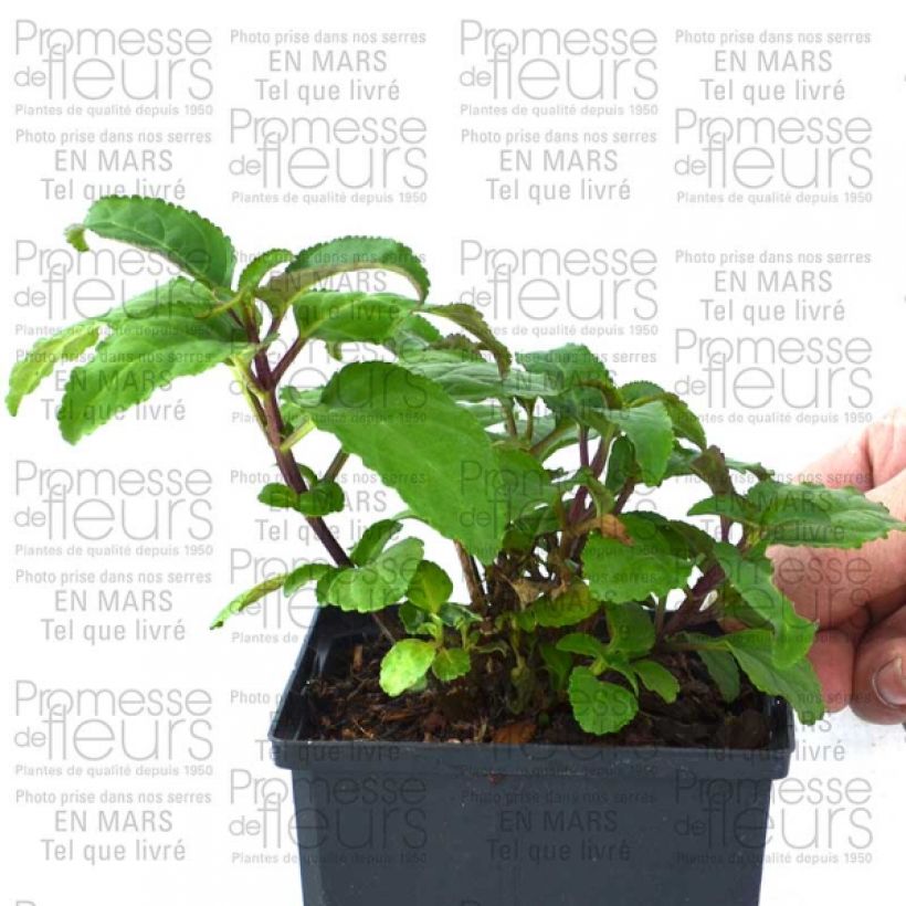 Exemplo de amostra de Fuchsia du Cap-Phygelius Funfare Wine Pot de 10 cm/11cm tal como entregue