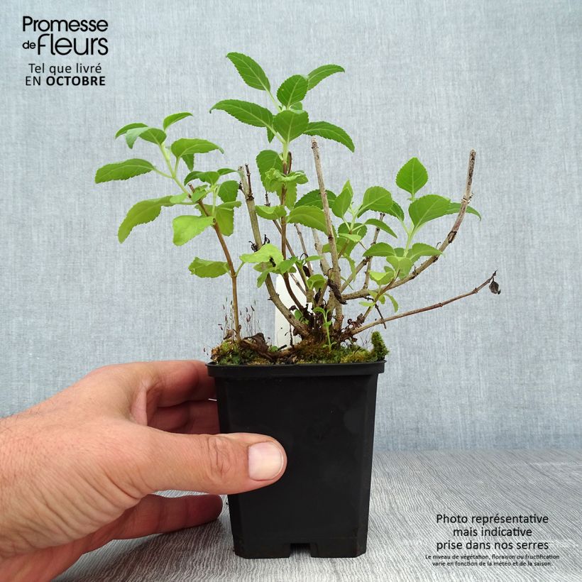Amostra de Phygelius rectus Moonraker Vaso de 8/9 cm tal como entregue no outono