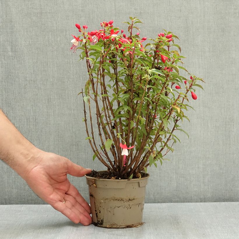 Amostra de Fúcsia Ernie Vaso de 12 cm/13 cm tal como entregue no verão