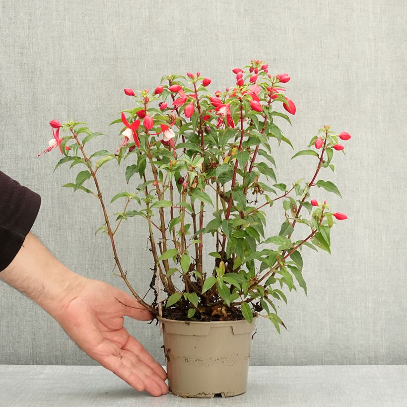 Amostra de Fúcsia Ernie Vaso de 12 cm/13 cm tal como entregue na primavera