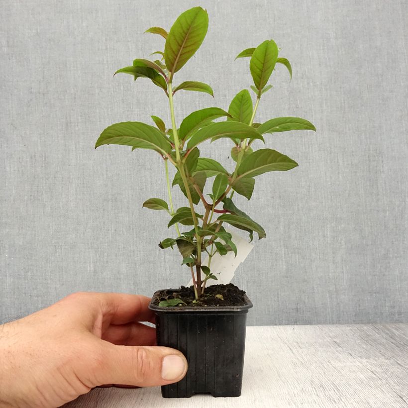 Amostra de Fuchsia grimpant - Fuchsia Lady Boothby Vaso de 8/9 cm tal como entregue na primavera