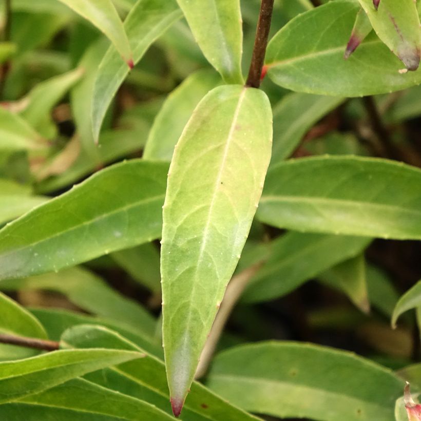 Fuchsia hatschbachii (Folhagem)