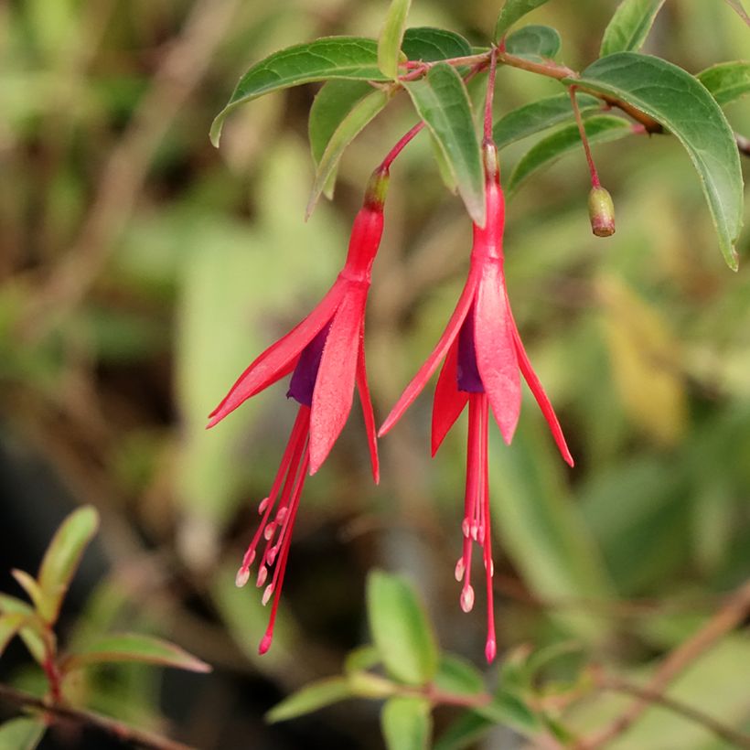 Fuchsia hatschbachii (Floração)