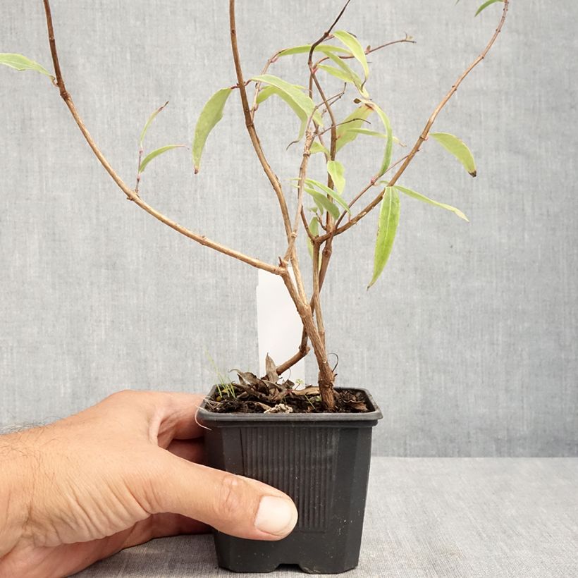 Amostra de Fuchsia hatschbachii Vaso de 8/9 cm tal como entregue no verão