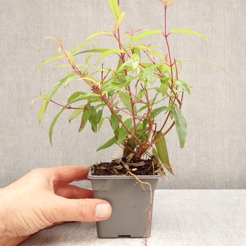 Amostra de Fuchsia hatschbachii Vaso de 8/9 cm tal como entregue na primavera