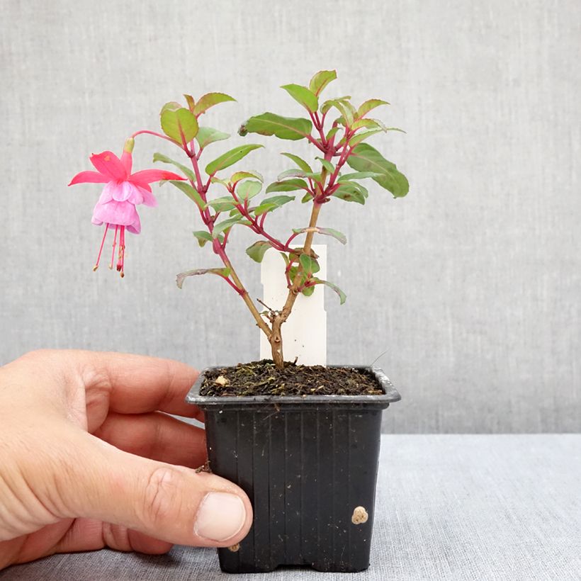 Amostra de Brinco-de-princesa Heidi Ann Vaso de 8/9 cm tal como entregue no verão