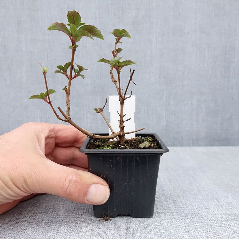 Amostra de Fuchsia Heidi Ann Vaso de 8/9 cm tal como entregue na primavera