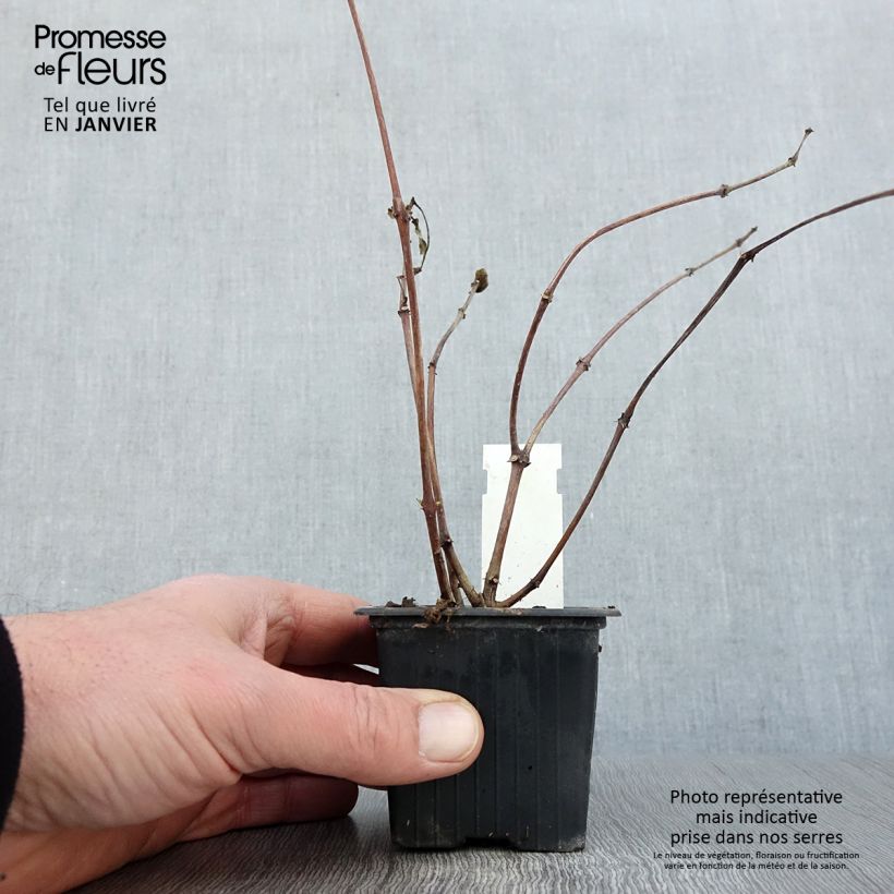 Amostra de Fuchsia Illusion Vaso de 8/9 cm tal como entregue no inverno