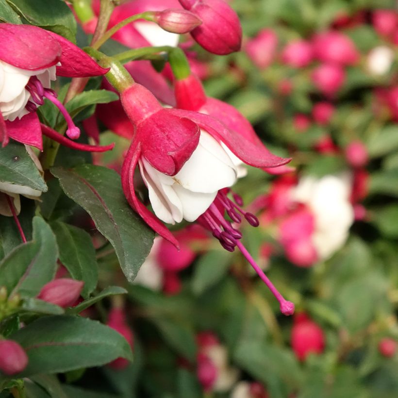 Fúcsia Jollies Madiran (Floração)