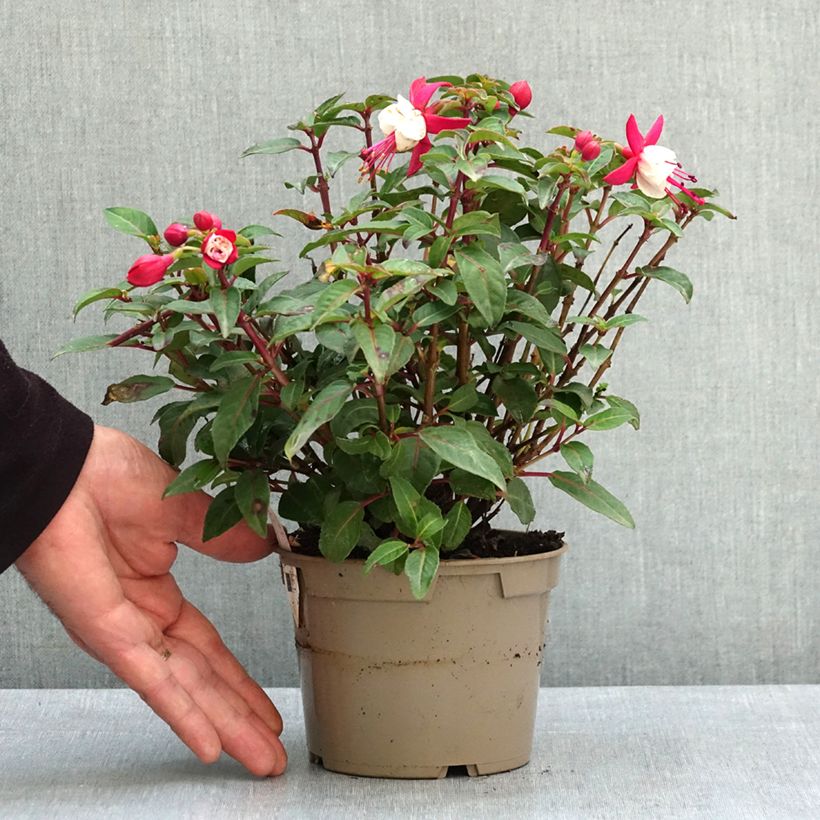 Amostra de Fúcsia Jollies Madiran Vaso de 12 cm/13 cm tal como entregue na primavera