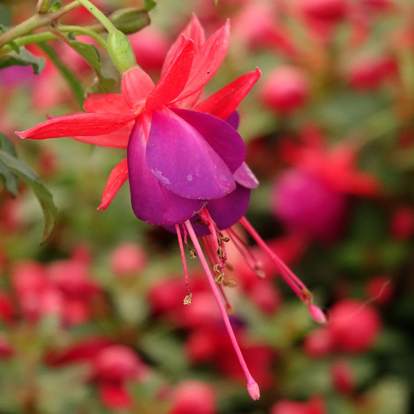 Fúcsia Jollies Nantes (Floração)