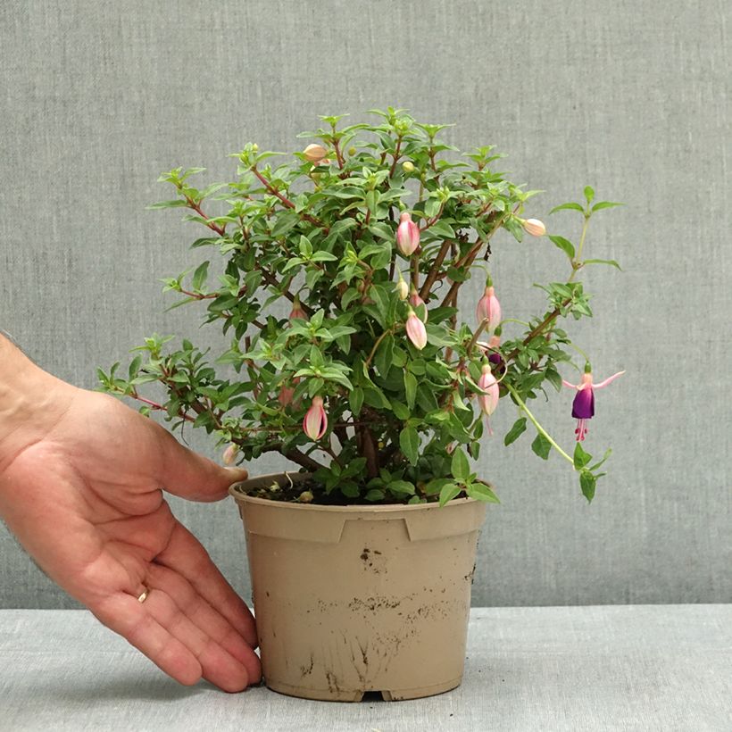 Amostra de Fúcsia Lambada Vaso de 12 cm/13 cm tal como entregue no verão
