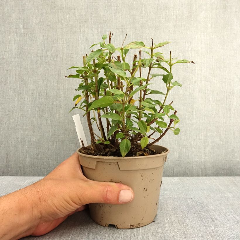 Amostra de Fúcsia Lambada Vaso de 12 cm/13 cm tal como entregue na primavera