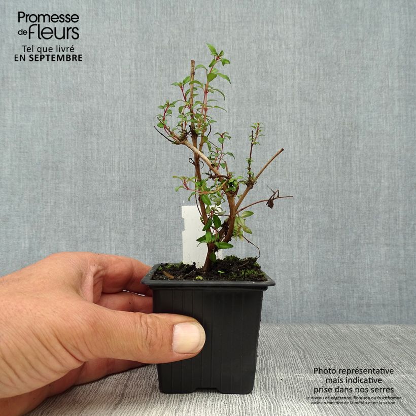 Amostra de Fúcsia magellanica Arauco Vaso de 8/9 cm tal como entregue no outono