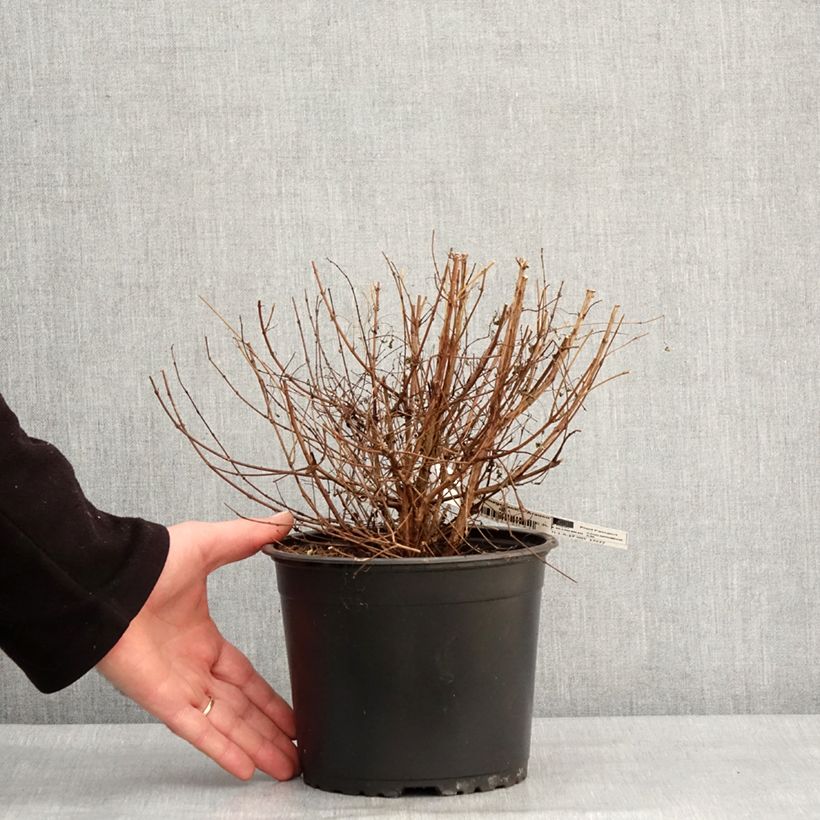 Amostra de Fuchsia magellanica Arauco Vaso de 1,5 L/2 L tal como entregue no inverno