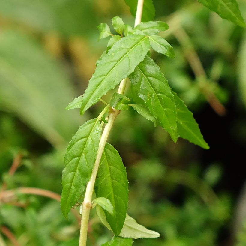 Fúcsia magellanica Arauco (Folhagem)