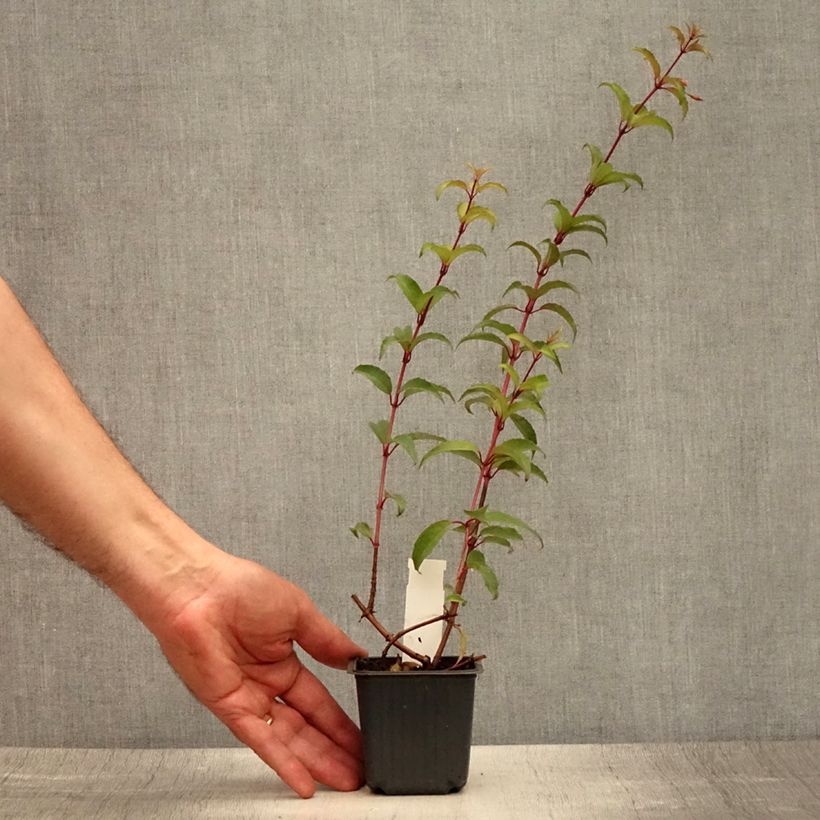 Amostra de Fuchsia magellanica Vaso de 8/9 cm tal como entregue no verão