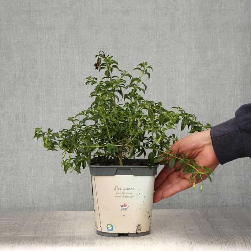 Amostra de Fúcsia magellanica Hawkshead Vaso de 2 L/3 L tal como entregue na primavera