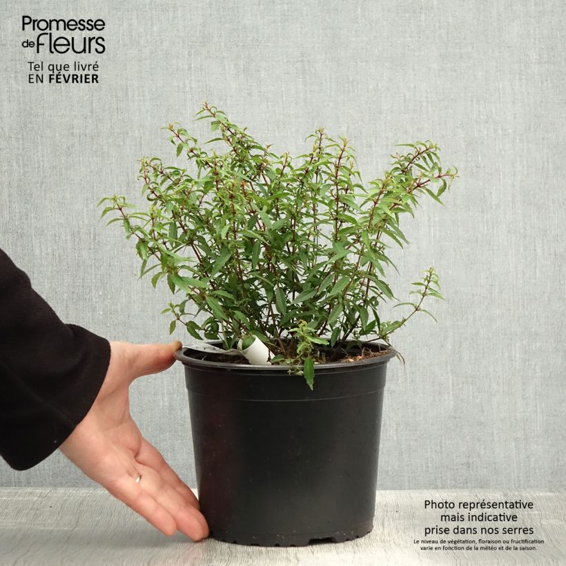 Amostra de Fuchsia magellanica Pumila Pot de 3L/4L tal como entregue no inverno