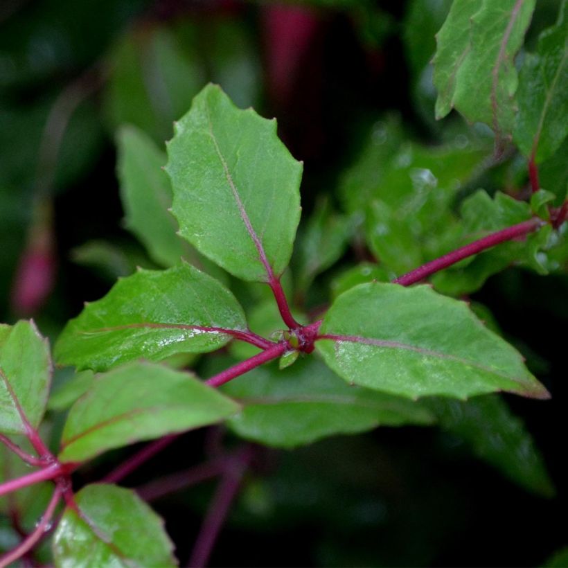 Fúcsia magellanica Riccartonii (Folhagem)