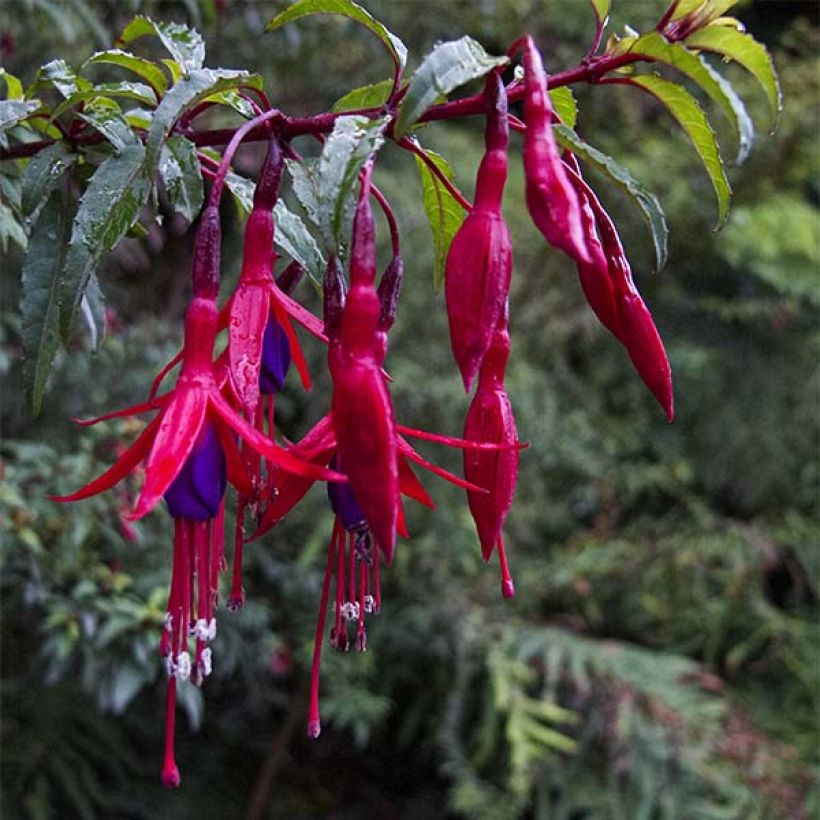 Fúcsia magellanica Riccartonii (Floração)