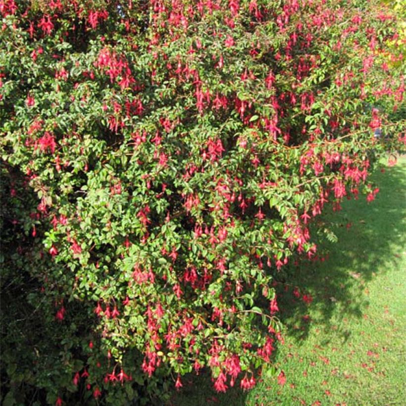 Fúcsia magellanica Riccartonii (Hábito)