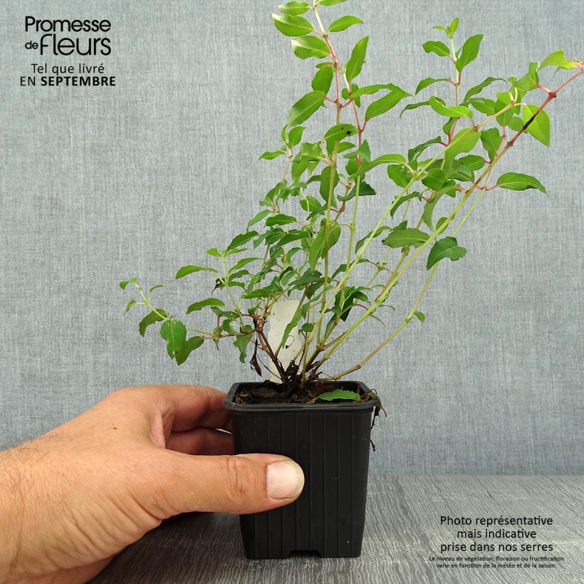Amostra de Fúcsia magellanica Riccartonii Vaso de 8/9 cm tal como entregue no outono