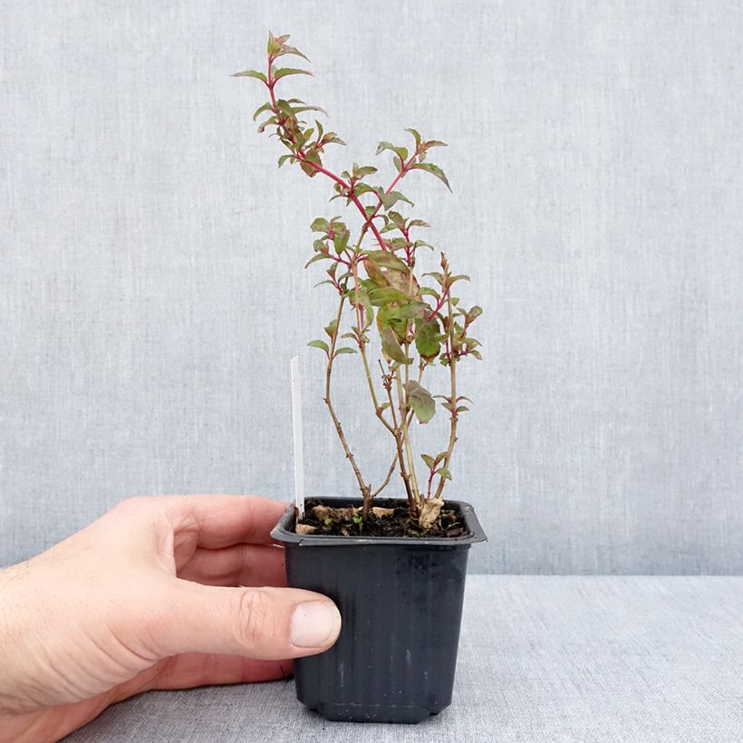 Amostra de Fúcsia magellanica Snow Cap Vaso de 8/9 cm tal como entregue na primavera