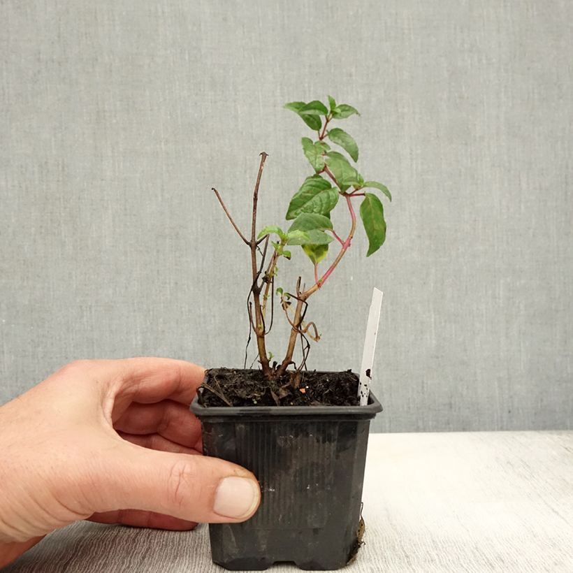 Amostra de Fuchsia magellanica Snow Cap - Fuchsia rustique Godet de 8/9 cm tal como entregue no outono