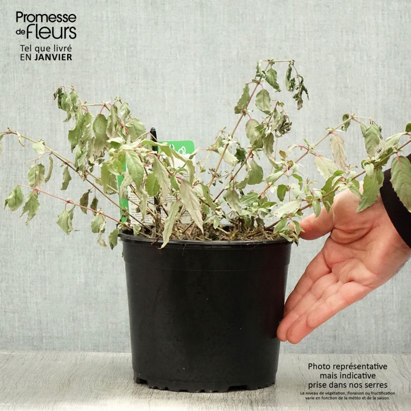 Amostra de Fuchsia magellanica Tricolorii Vaso de 2 L/3 L tal como entregue no inverno