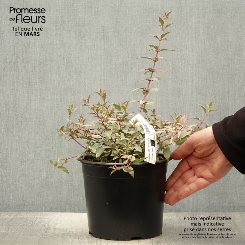 Amostra de Fúcsia magellanica Tricolorii Vaso de 2 L/3 L tal como entregue na primavera