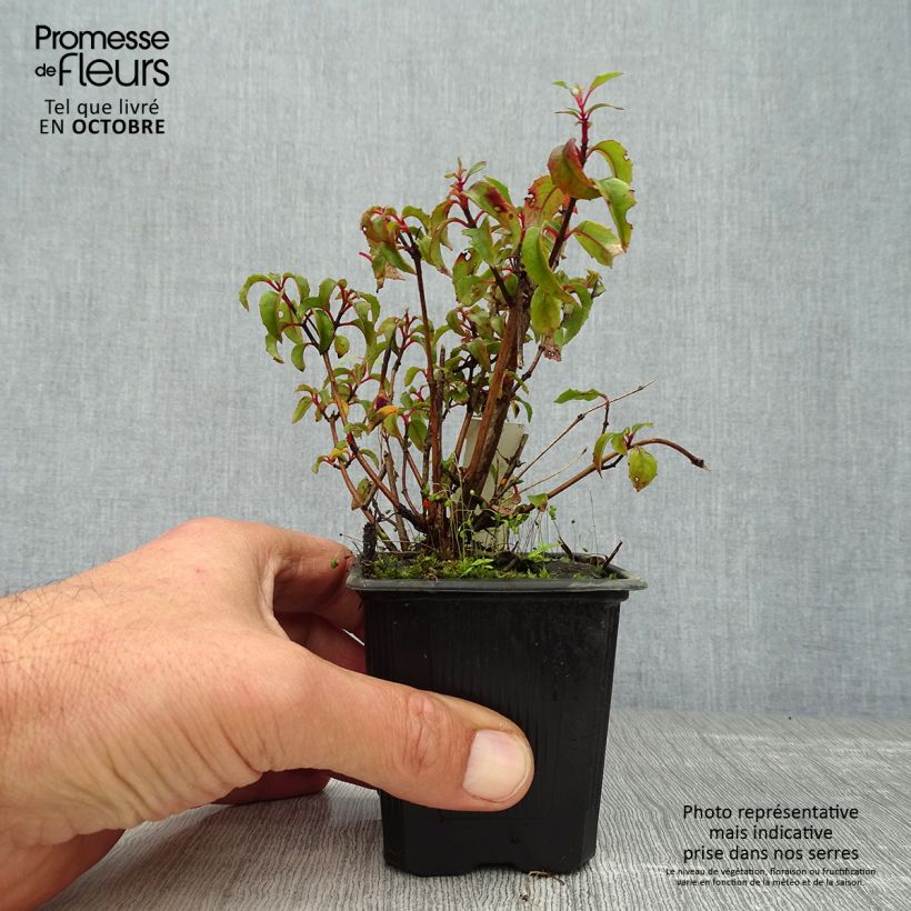 Amostra de Fuchsia magellanica var. gracilis Vaso de 8/9 cm tal como entregue no outono