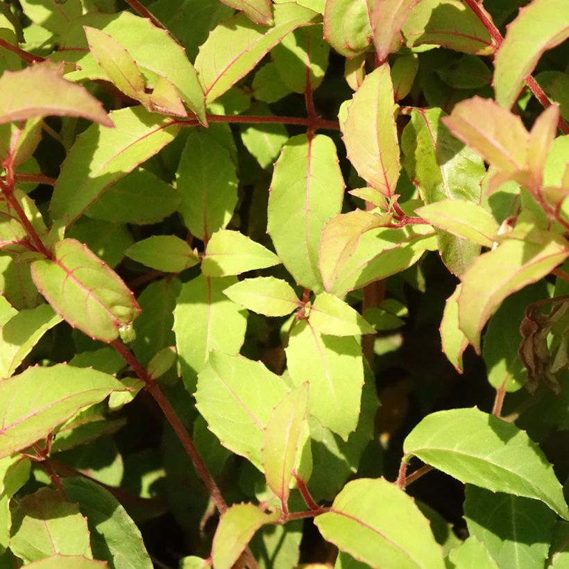 Fuchsia magellanica var. gracilis (Folhagem)